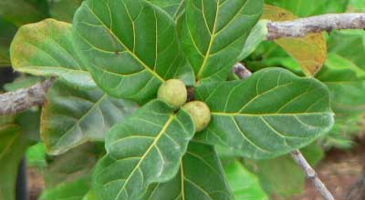fig tree