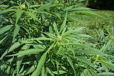 marijuanna2