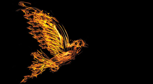 fire dove