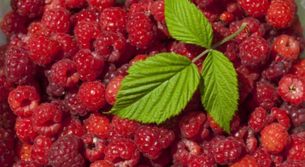 raspberries