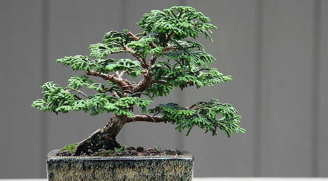 Like a tree, you may be being pruned.