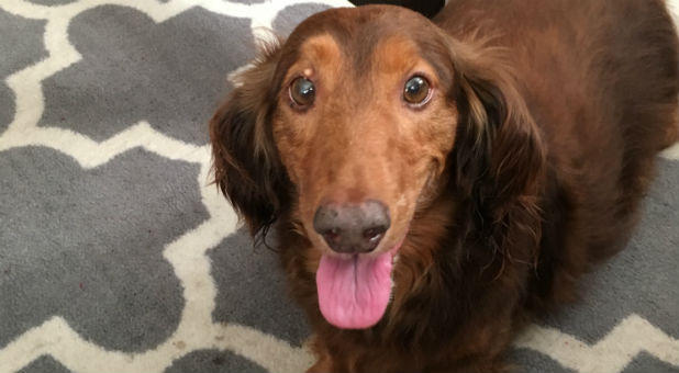 Will your pet go to heaven?