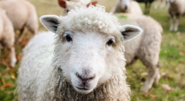 Prophetically speaking, I believe the outpouring of new wine will begin to separate the sheep from the goats—the true from the false.