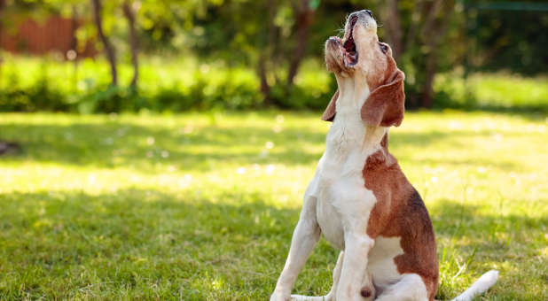 Akers dog barking