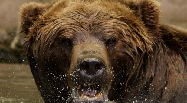Bears will fall